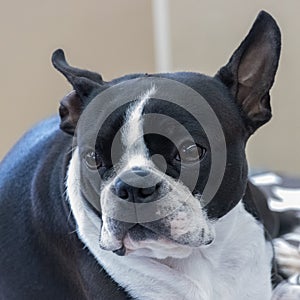 Cute dog with watery sweet eyes laying and lazying around