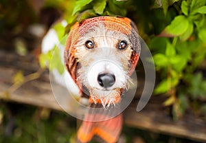 Cute dog wearing autumn winter scarf, cough, cold, flu background