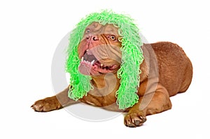 Cute dog wearing funny old-fashioned wig