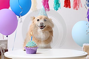 Cute dog wearing party hat at table with delicious birthday cupcake in decorated room