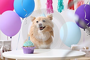 Cute dog wearing party hat at table with delicious birthday cupcake in decorated room