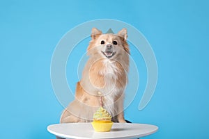 Cute dog wearing party hat at table with delicious birthday cupcake on light blue background