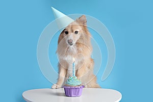 Cute dog wearing party hat at table with delicious birthday cupcake on light blue background