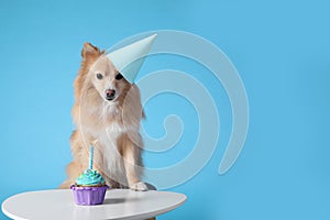 Cute dog wearing party hat at table with delicious birthday cupcake on light blue background. Space for text