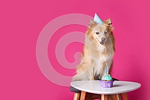 Cute dog wearing party hat at table with delicious birthday cupcake on pink background. Space for text