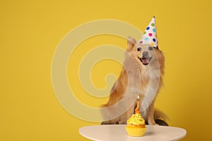 Cute dog wearing party hat at table with delicious birthday cupcake on yellow background. Space for text