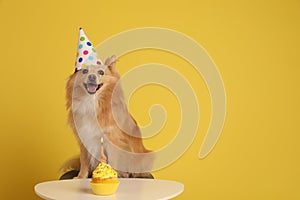 Cute dog wearing party hat at table with delicious birthday cupcake on yellow background. Space for text