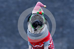 Cute dog wearing Santa hat while looking at camera