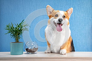 Cute dog of welsh corgi pembroke breed sits on the desk of reception welcomes and greets guests