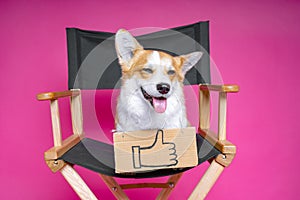 Cute dog welsh pembroke corgi sits on a black directorÃ¢â¬â¢s armchair with a cardboard plate and like sign on a pink background photo