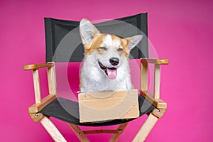 Cute dog welsh pembroke corgi sits on a black directorÃ¢â¬â¢s armchair with a cardboard plate  on a pink background photo