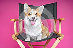 Cute dog welsh pembroke corgi sits on a black directorÃ¢â¬â¢s armchair on a pink background photo