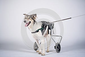 Cute dog in wheelchair