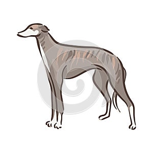 Cute dog Whippet breed pedigree vector illustration