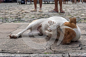 Cute dog of white and brown color plays with its paws lying on the street floor