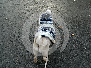 Cute dog in wintercoat looking on the road ahead