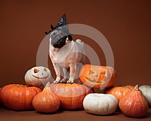 Cute dog in witch black hat on pumpkin. Pug in Halloween decor. Funny Halloween pet portrait