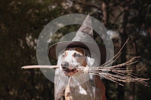 Cute dog in witch hat holding broomstick. Portrait of beautiful