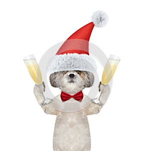 Cute dog on a xmas holiday with a glass of champagne