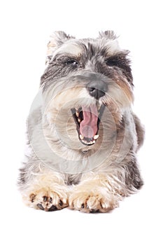 Cute dog yawning