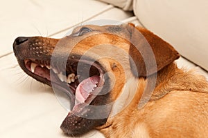 Cute dog yawning