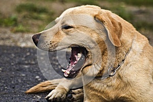 Cute dog yawning