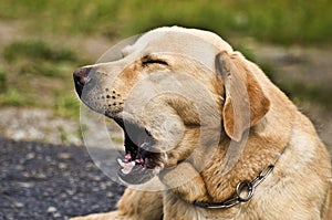 Cute dog yawning