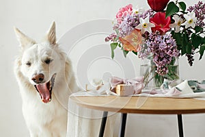 Cute dog yawning at stylish gift box and bouquet on wooden table in modern rustic room. Pet love and holidays greetings. Happy