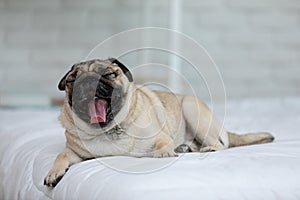 Cute dog Yawning on white bed in cozy bedroon,Purebred dog pug breed lying and comfortable at home