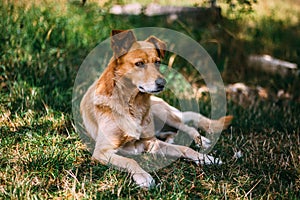 Cute doggie mongrel sits on the grass