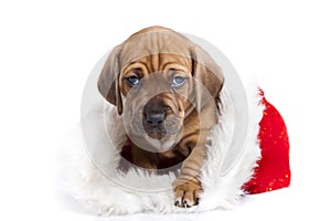 Cute doggy and Christmas decoration