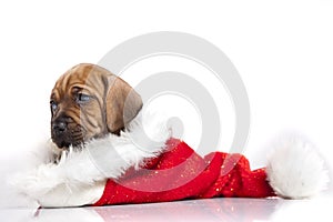 Cute doggy and Christmas decoration