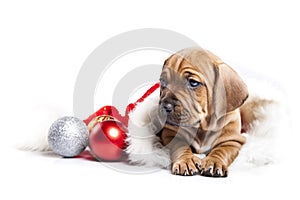 Cute doggy and Christmas decoration