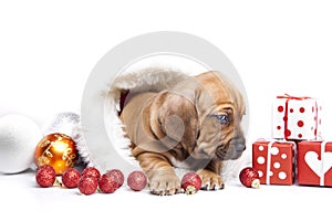 Cute doggy and Christmas decoration