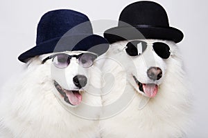 Cute doggy family in hats and sunglasses