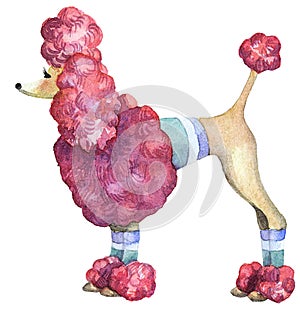 Cute doggy french poodle pink, adorable illustration, watercolor hand