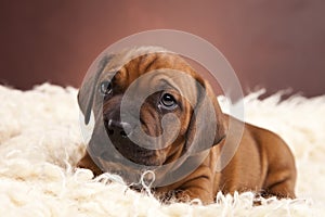 Cute doggy resting on white blanket