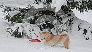 Cute doggy is runnig for its toy in winter.