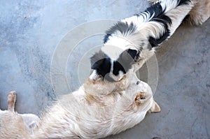 Cute Dogs ,best friends playing together outdoor. Lying on the back together. Concept LOVE , freind background