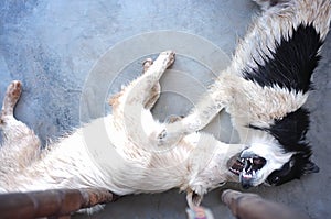 Cute Dogs ,best friends playing together outdoor. Lying on the back together. Concept LOVE , freind background