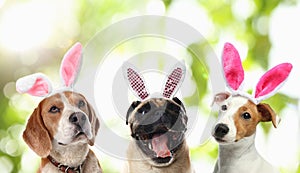 Cute dogs with bunny ears headbands, collage. Happy Easter