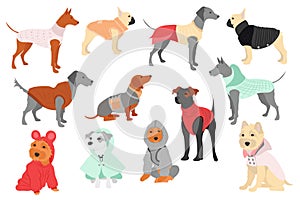 Cute dogs in canine clothes mega set in flat design. Vector illustration