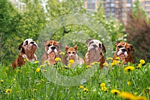 Cute dogs and cats in the tall grass among the dandelions. English Bulldog Puppies in a city park