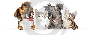 Dogs and Cats Paws Over Website Banner photo