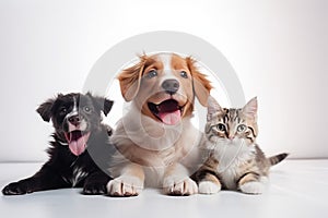 Cute_dogs_and_cats_together_hanging_paws_over_white1_5