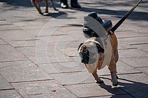 Cute dogs in costumes at Howl-a-Ween Pet Parade on Union Station