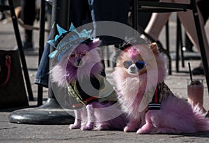 Cute dogs in costumes at Howl-a-Ween Pet Parade on Union Station