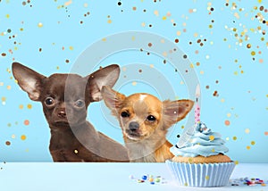 Cute dogs and delicious birthday cupcakes on light blue background