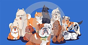 Cute dogs group portrait. Happy doggies, puppies of different breeds posing together. Funny canine animals gang with