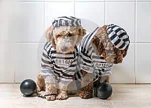 Cute dogs in his jail house rock clothes